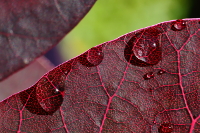 20 - Goutte(s) d'eau
