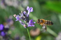 27 - Insectes en vol