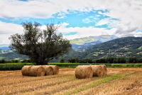 30 - Ballot(s) de paille dans le paysage